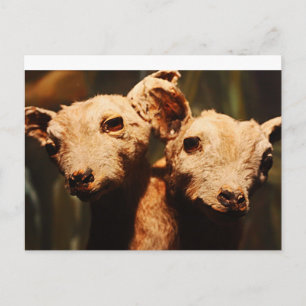 Postal Cabra de dos puntas