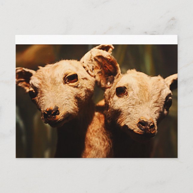 Postal Cabra de dos puntas (Anverso)