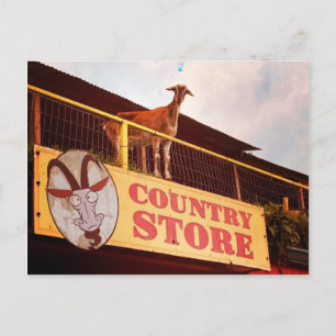 Postal cabra de la tienda de campaña en el techo