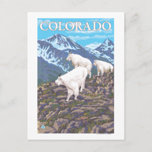 Postal Cabra de montaña blanca FamilyColorado