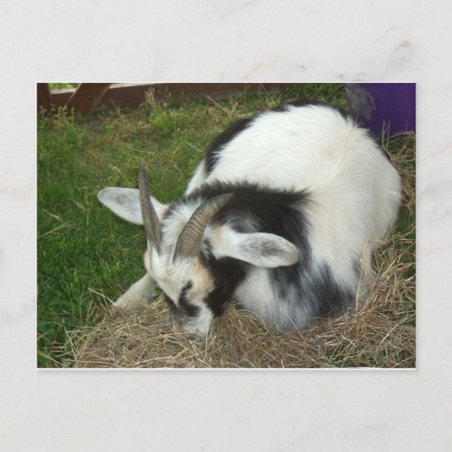 Postal Cabra durmiente (Anverso)