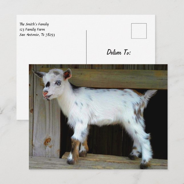 Postal Cabra enana nigeriana colorida con ojos azules (Anverso / Reverso)