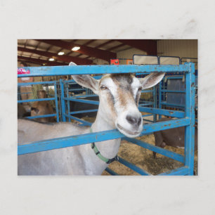 Postal Cabra encerrada
