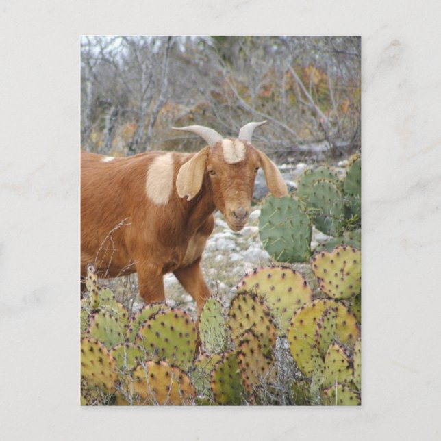 Postal Cabra manchada (Anverso)