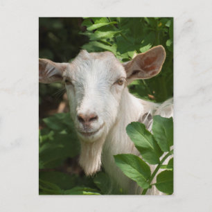 Postal Cabra mirando la cámara