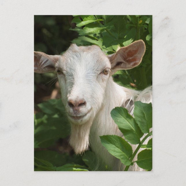 Postal Cabra mirando la cámara (Anverso)