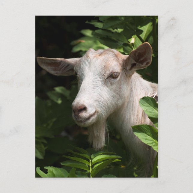 Postal Cabra mirando la cámara (Anverso)