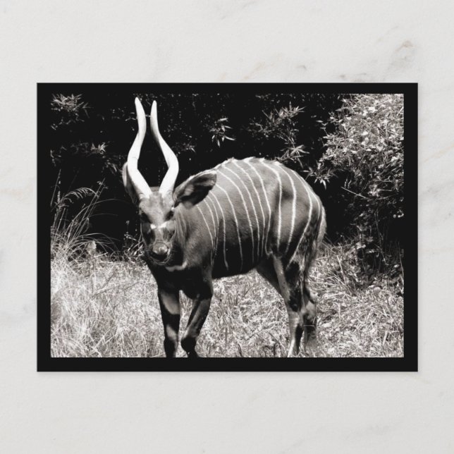 Postal Cabra montés (Anverso)