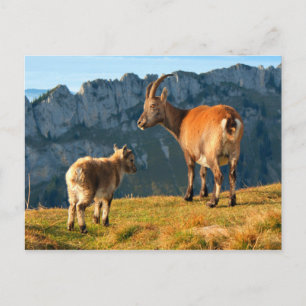 Postal Cabras alpinas