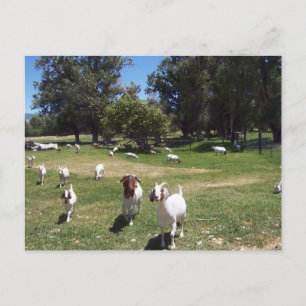Postal Cabras curiosas