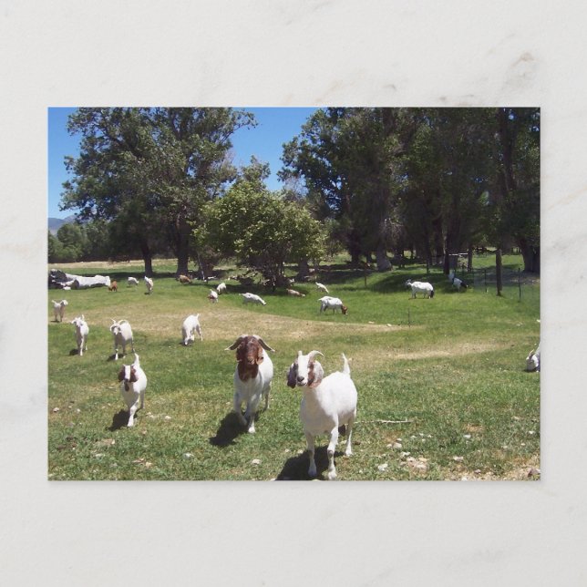 Postal Cabras curiosas (Anverso)