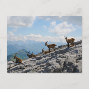 Postal Cabras de montaña alpinas Ibex