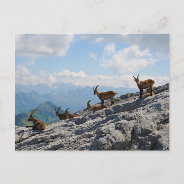 Postal Cabras de montaña alpinas Ibex (Anverso)
