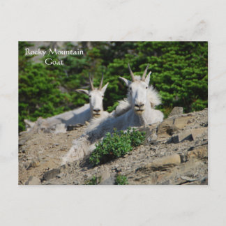 Postal Cabras de montaña en Rock Ledge Wildlife Series #
