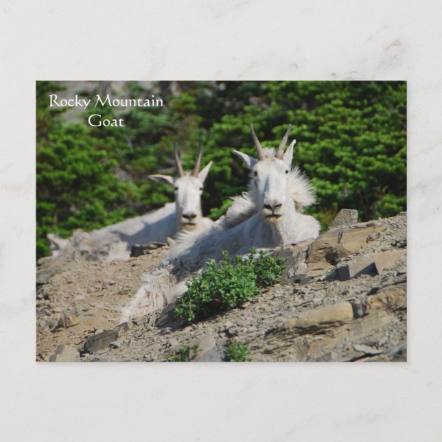 Postal Cabras de montaña en Rock Ledge Wildlife Series #  (Anverso)