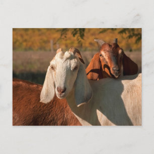 Postal Cabras de Nubia