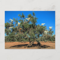 Cabras divertidas en el Marruecos de árboles