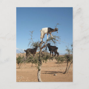 Postal Cabras divertidas en un árbol