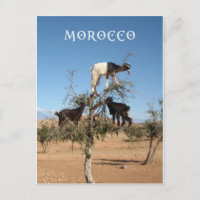 Cabras divertidas en un árbol