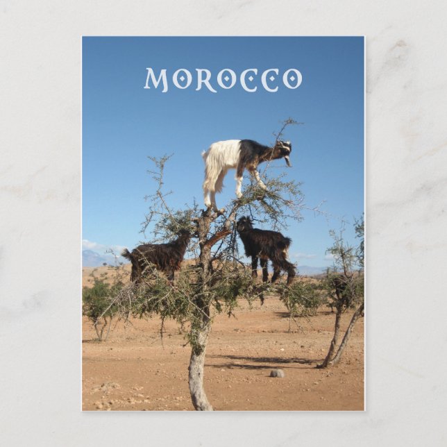 Postal Cabras divertidas en un árbol (Anverso)