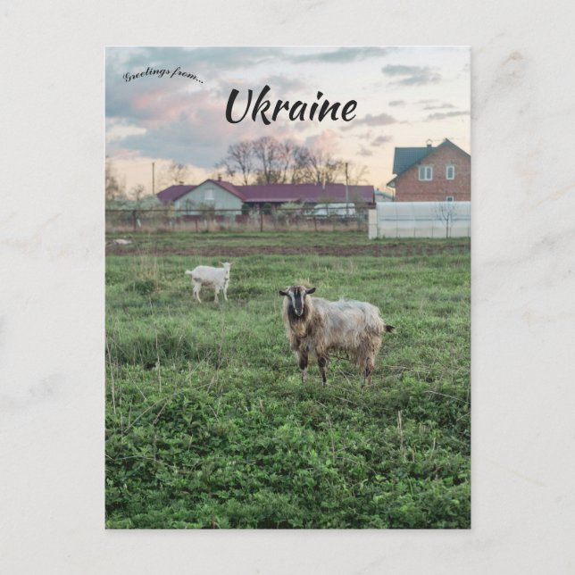 Postal Cabras en Kropyvnyk Ucrania (Anverso)