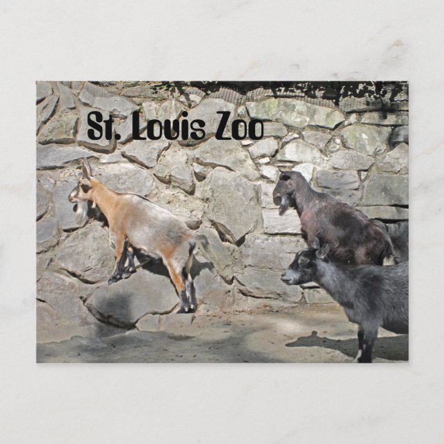 Postal Cabras en la pared (Anverso)