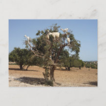 Cabras en un árbol Marruecos