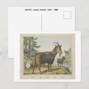 Postal CABRAS  Joseph Scholz, 1829 - 1880  