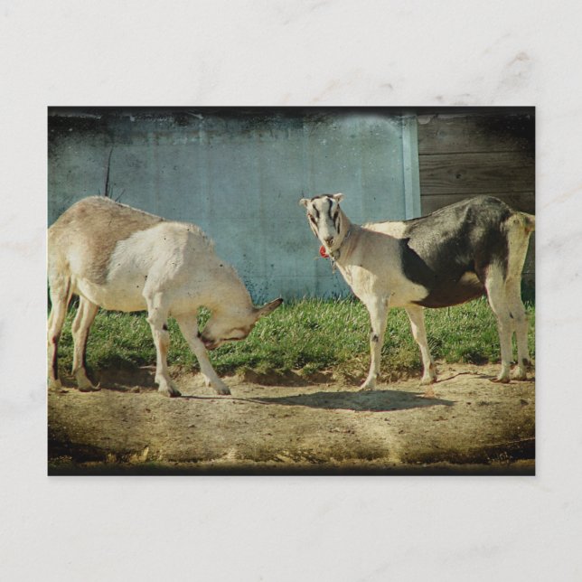 Postal Cabras lecheras (Anverso)