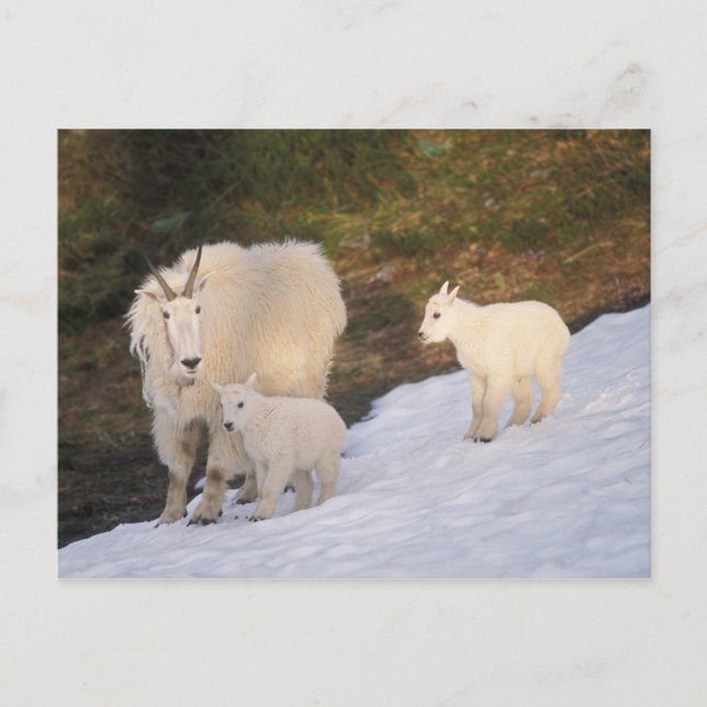 Postal cabras montesas (Anverso)