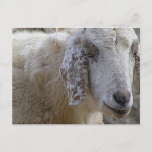 Postal ¡Cabras sonriendo!