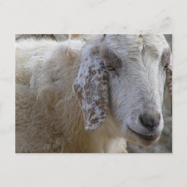 Postal ¡Cabras sonriendo! (Anverso)