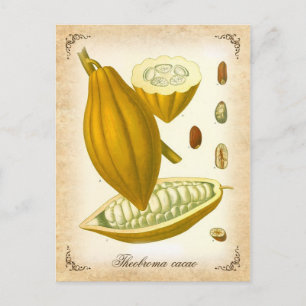 Postal Cacao - ilustracion vintage