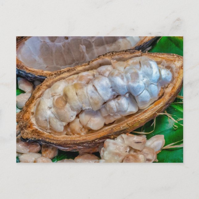 Postal Cacao pod  (Anverso)