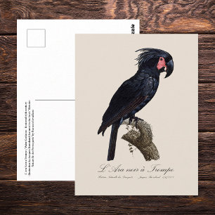 Postal Cacatúa de palma, loro Probosciger aterrimus, retr