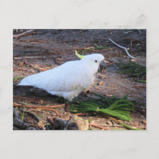 Postal Cacatúa Sulfureada Fauna Australiana Ave