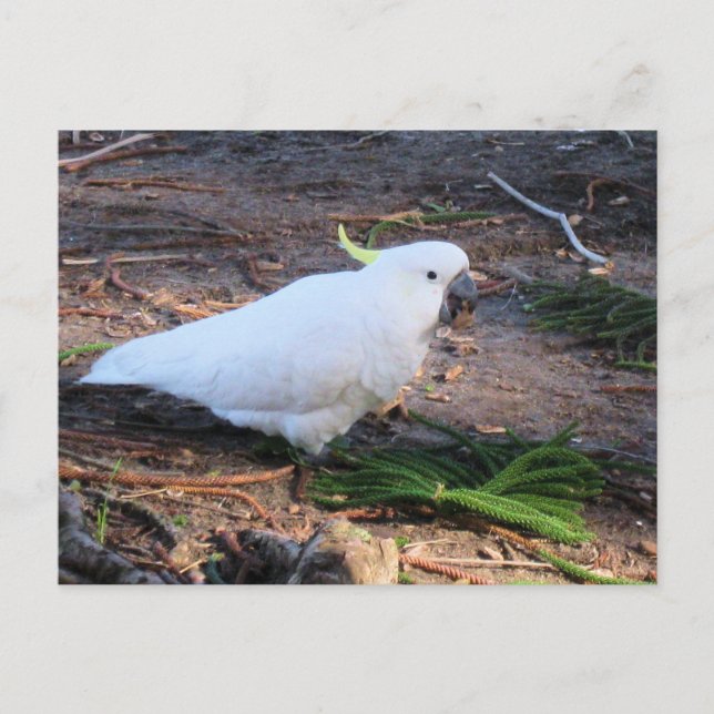 Postal Cacatúa Sulfureada Fauna Australiana Ave (Anverso)