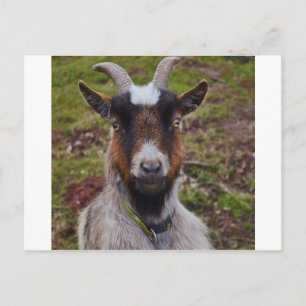 Postal Cacercamiento de cabra.