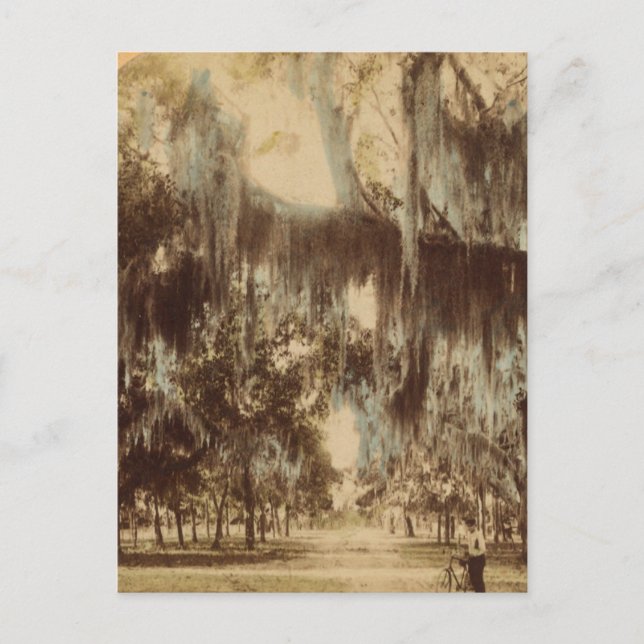 Postal Cacerías de plata de Daytona Postcard (Anverso)