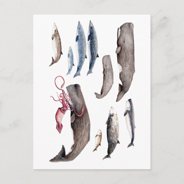 Postal Cachalote y zifios: Ballenas de las profundidades (Anverso)