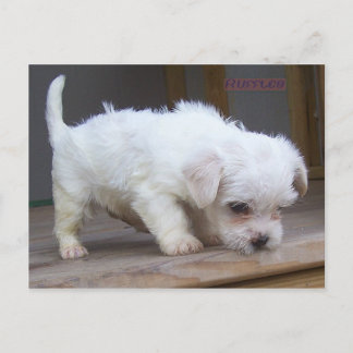 Postal Cachorro