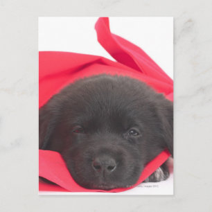 Postal Cachorro
