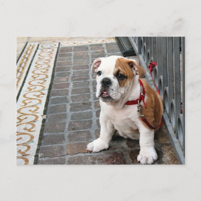 Postal cachorro (Anverso)