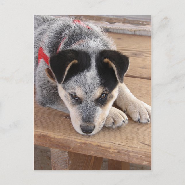 Postal Cachorro (Anverso)