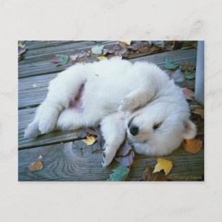 Postal cachorro