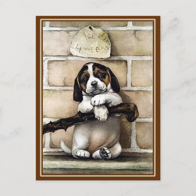 Postal "Cachorro, 4 semanas de edad" (Anverso)