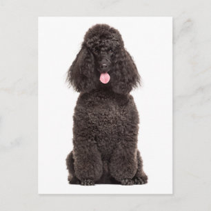 Postal Cachorro Adorable Amor Te Extraño Hola Caniche Neg