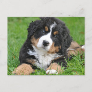 Postal Cachorro adorable de montaña de Berna