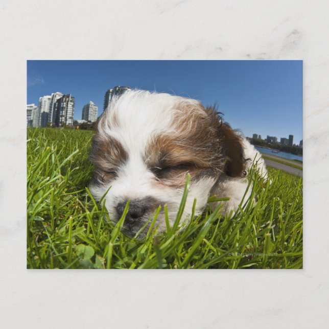 Postal Cachorro adorable en el parque, Vancouver, BC, Can (Anverso)