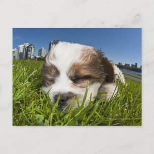 Postal Cachorro adorable en el parque, Vancouver, BC, Can